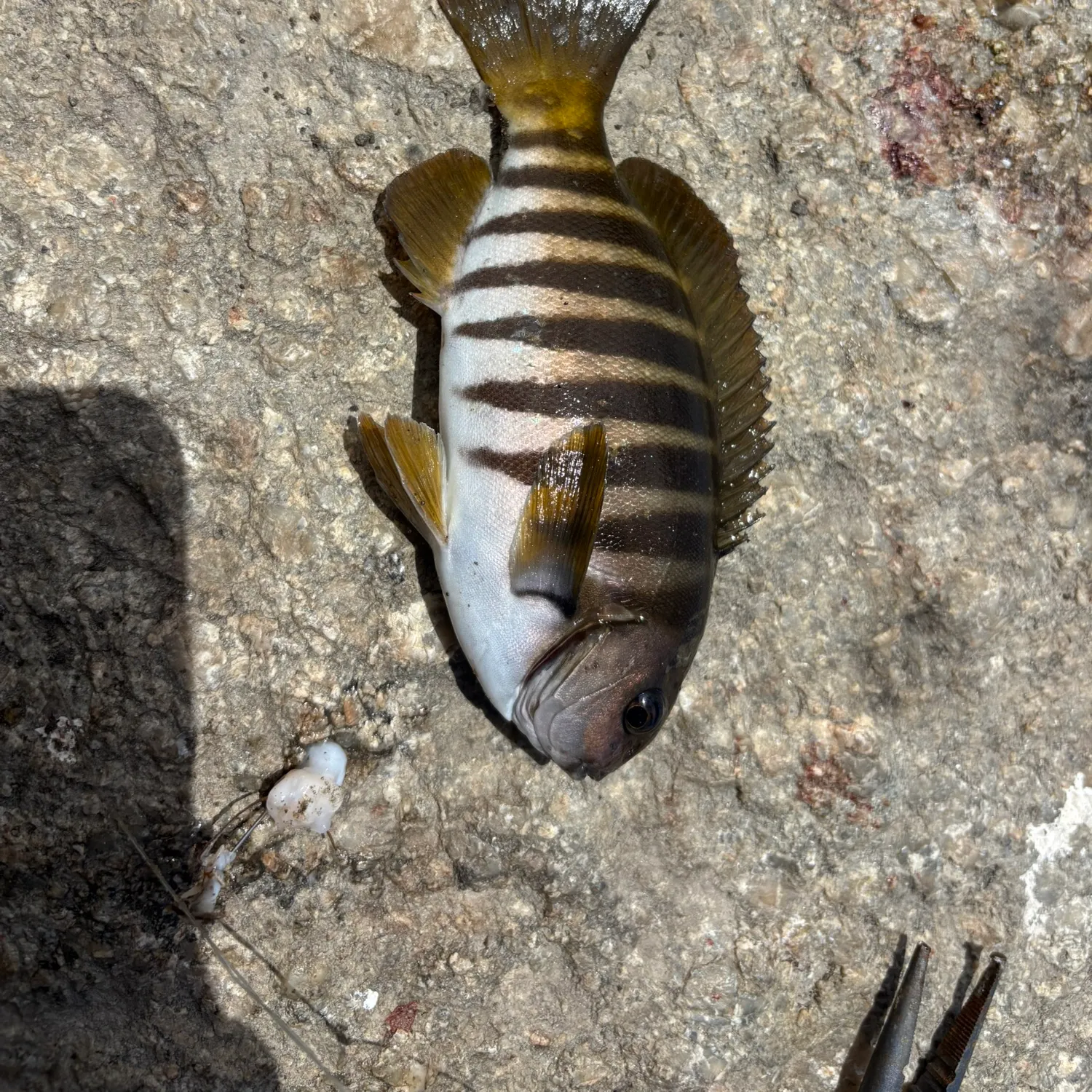 The most recent Zebra fish catches on Fishbrain