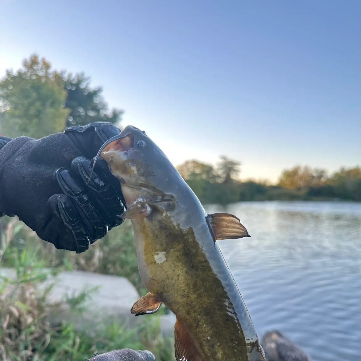 Yellow bullhead caught on Fishbrain