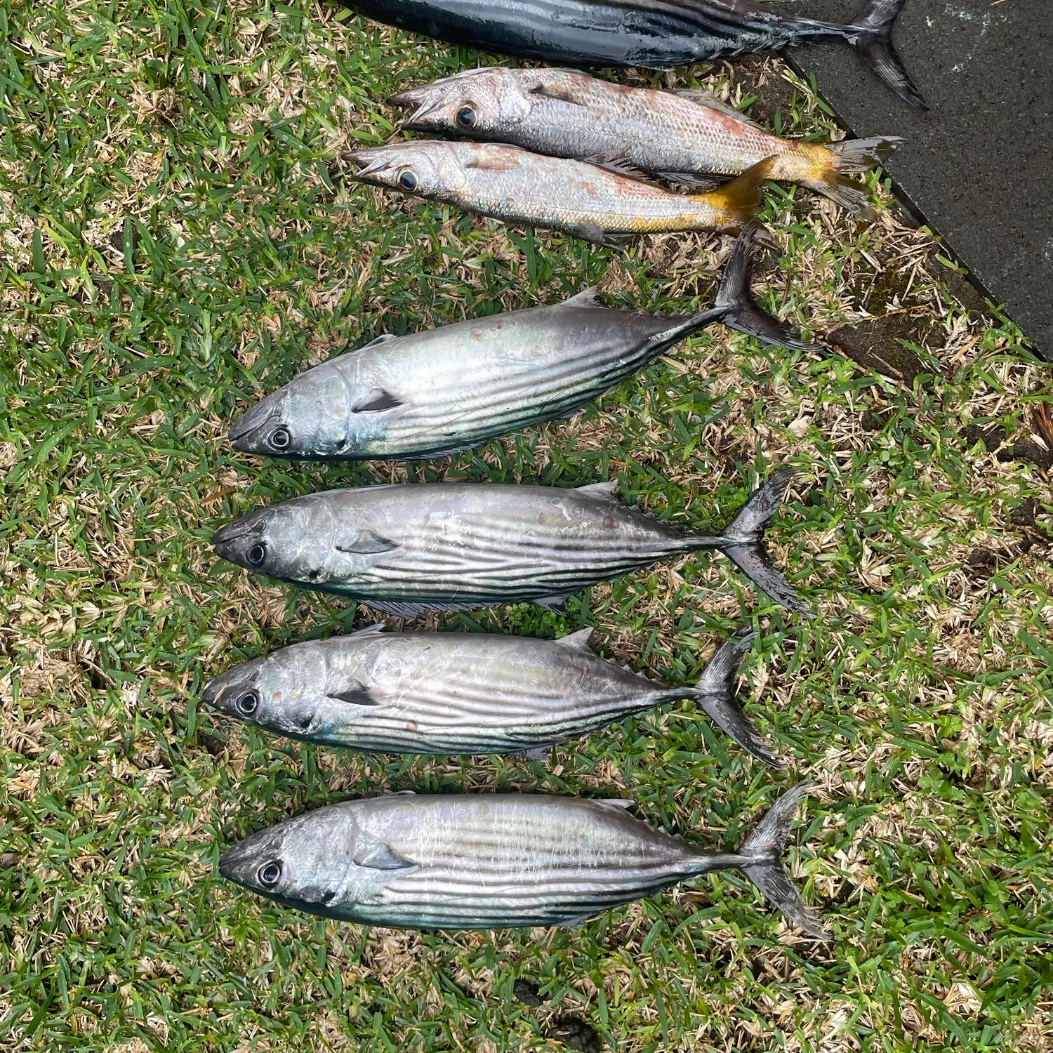 The most recent Striped bonito catches on Fishbrain