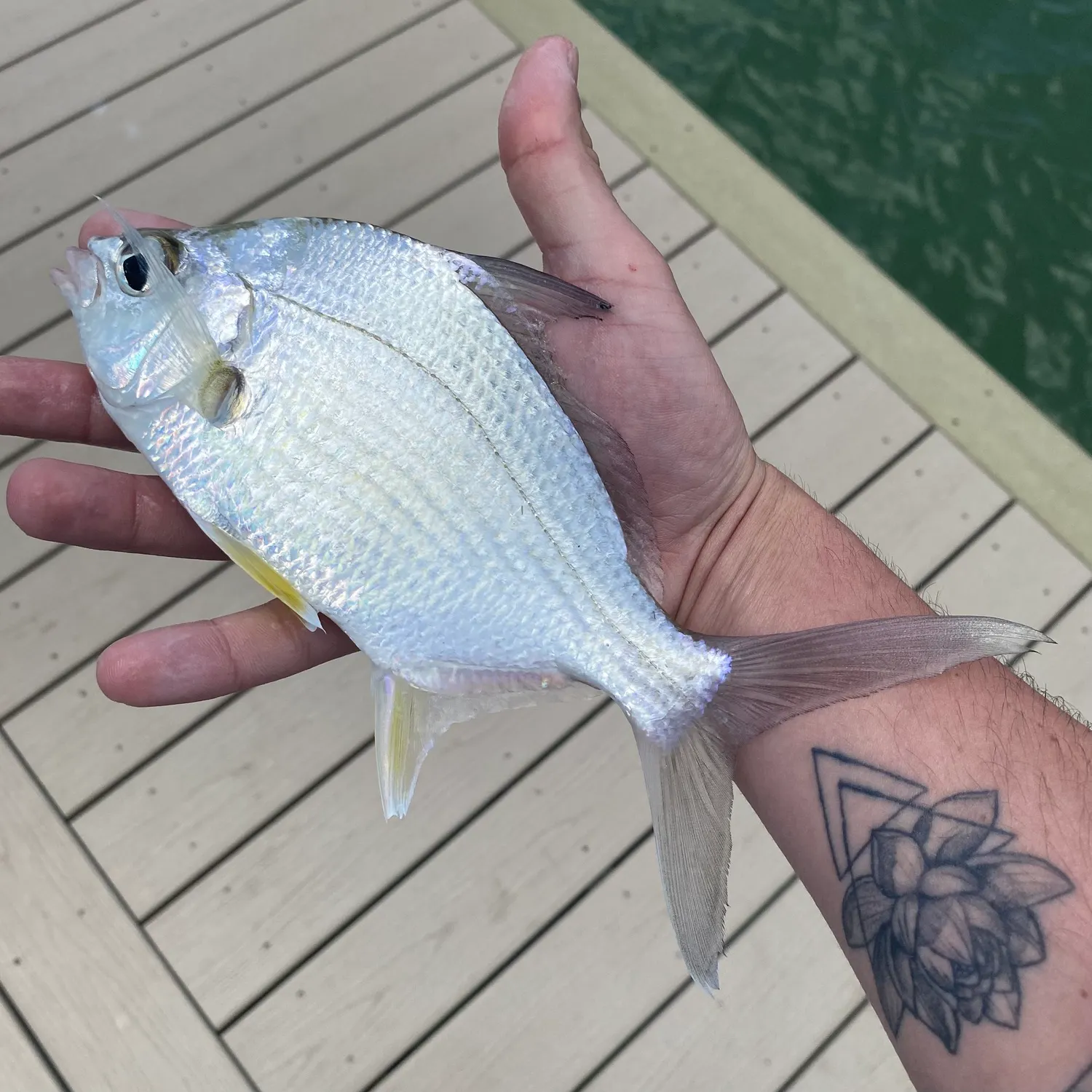 The most recent Yellowfin mojarra catches on Fishbrain