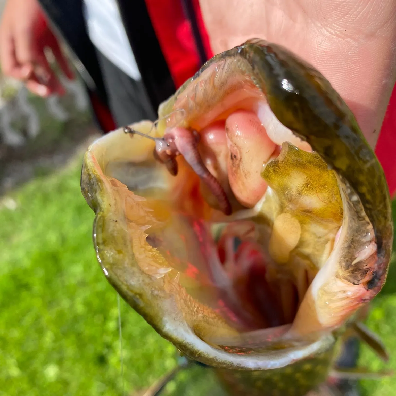 Northern pike caught on Fishbrain