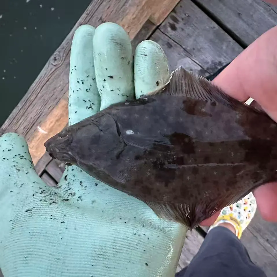 The most recent English sole catches on Fishbrain