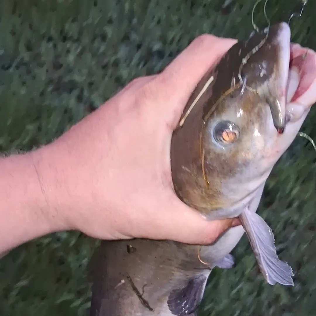 Channel catfish caught on Fishbrain