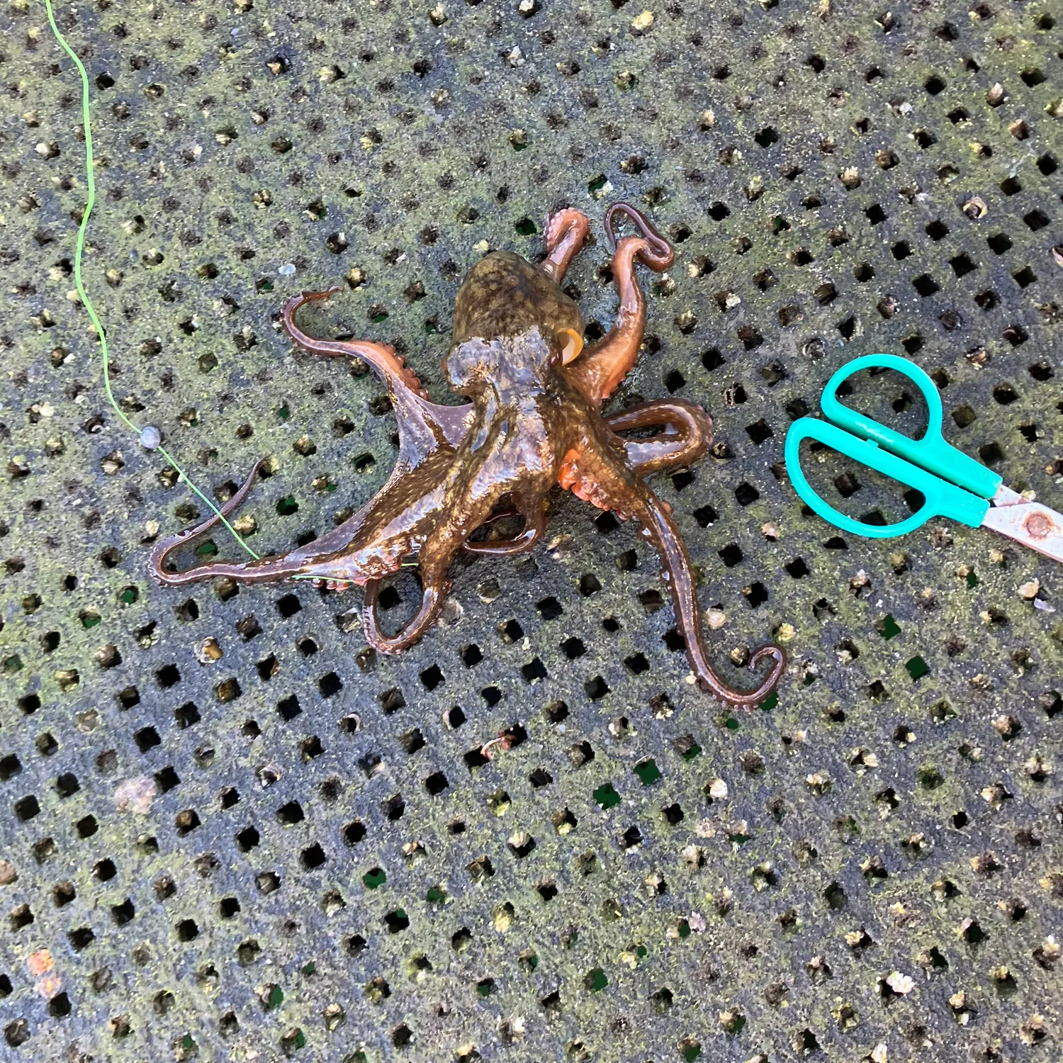 Common octopus caught on Fishbrain