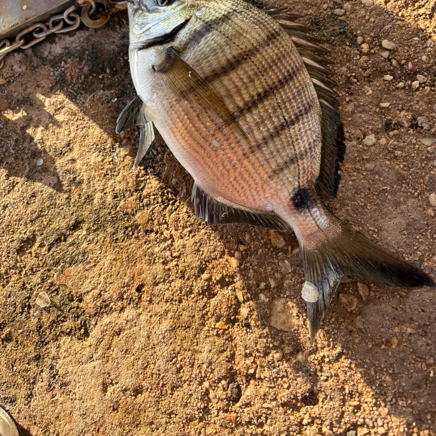White seabream caught on Fishbrain