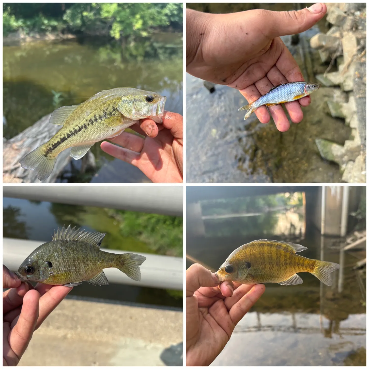 The most recent Redfin shiner catches on Fishbrain