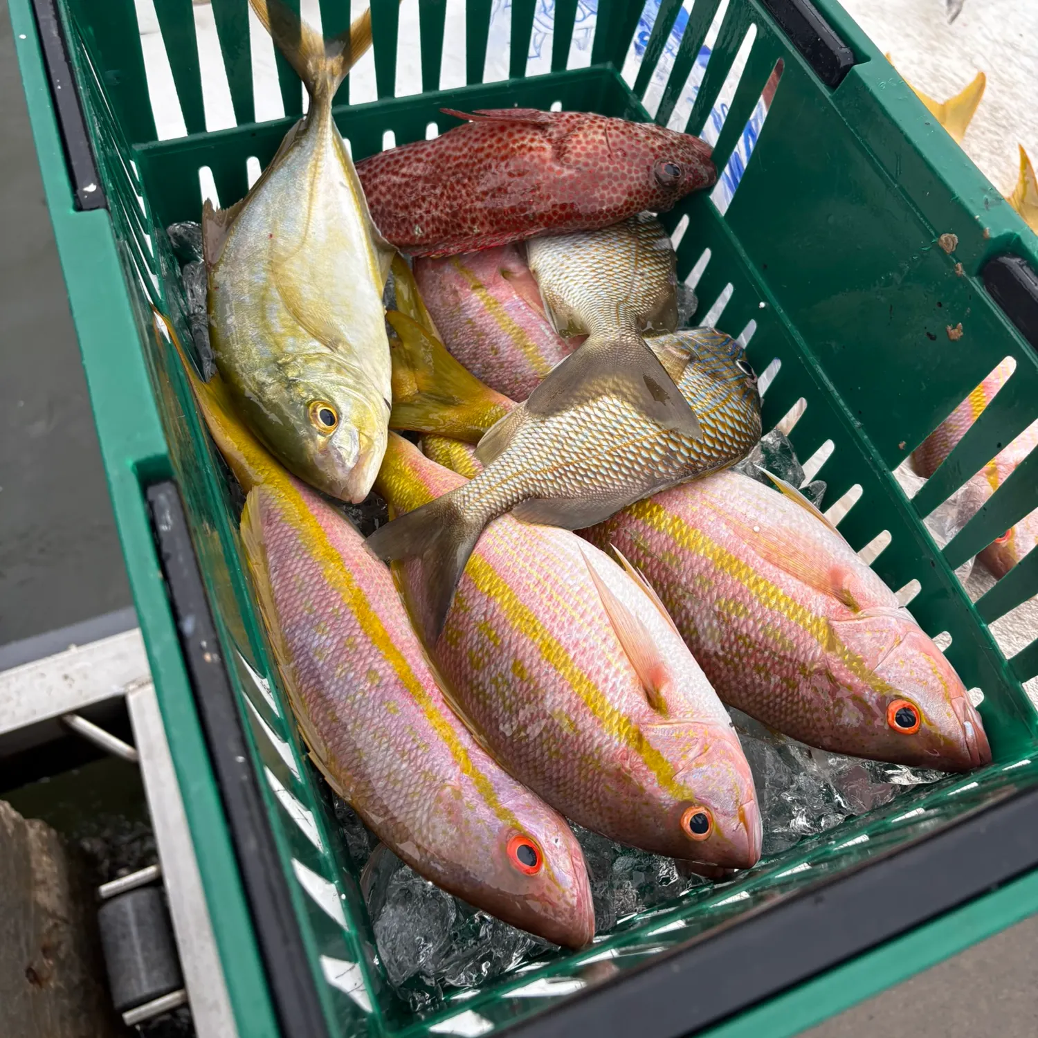 The most recent Graysby grouper catches on Fishbrain
