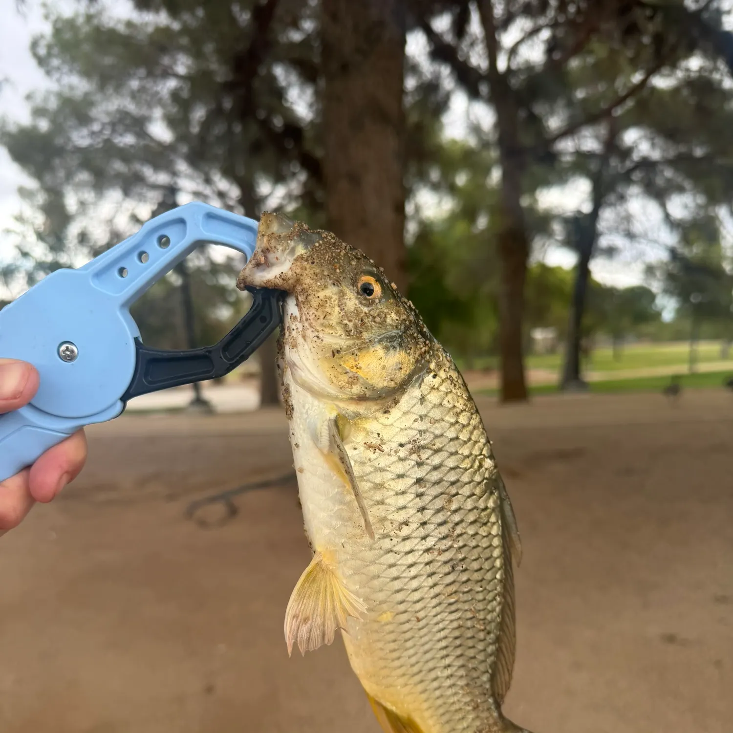 Common carp caught on Fishbrain
