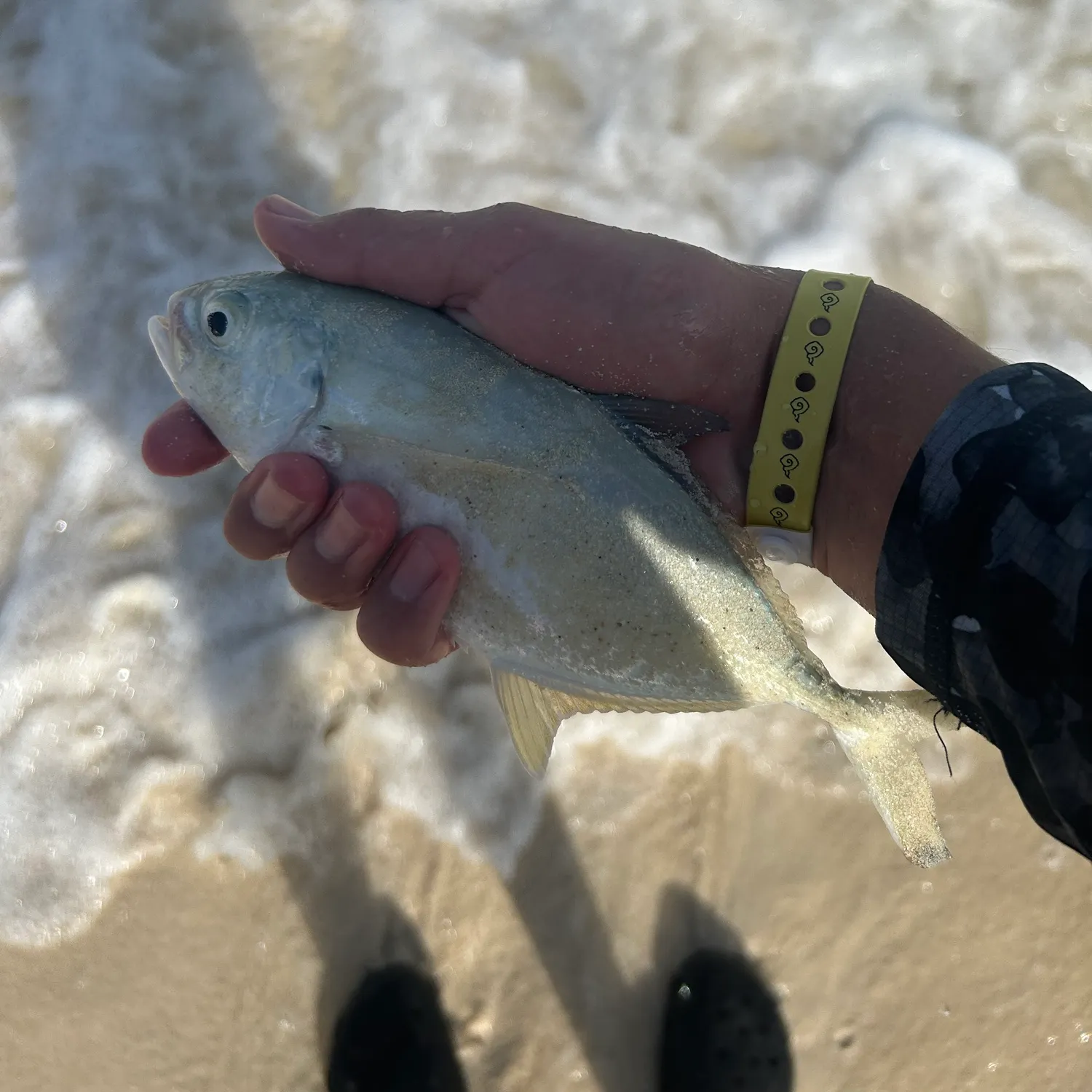 Blue runner caught on Fishbrain