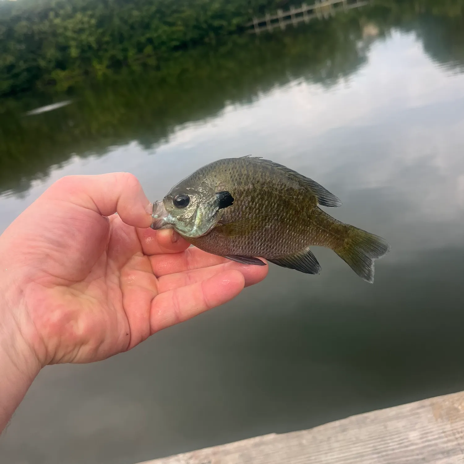 Bluegill caught on Fishbrain
