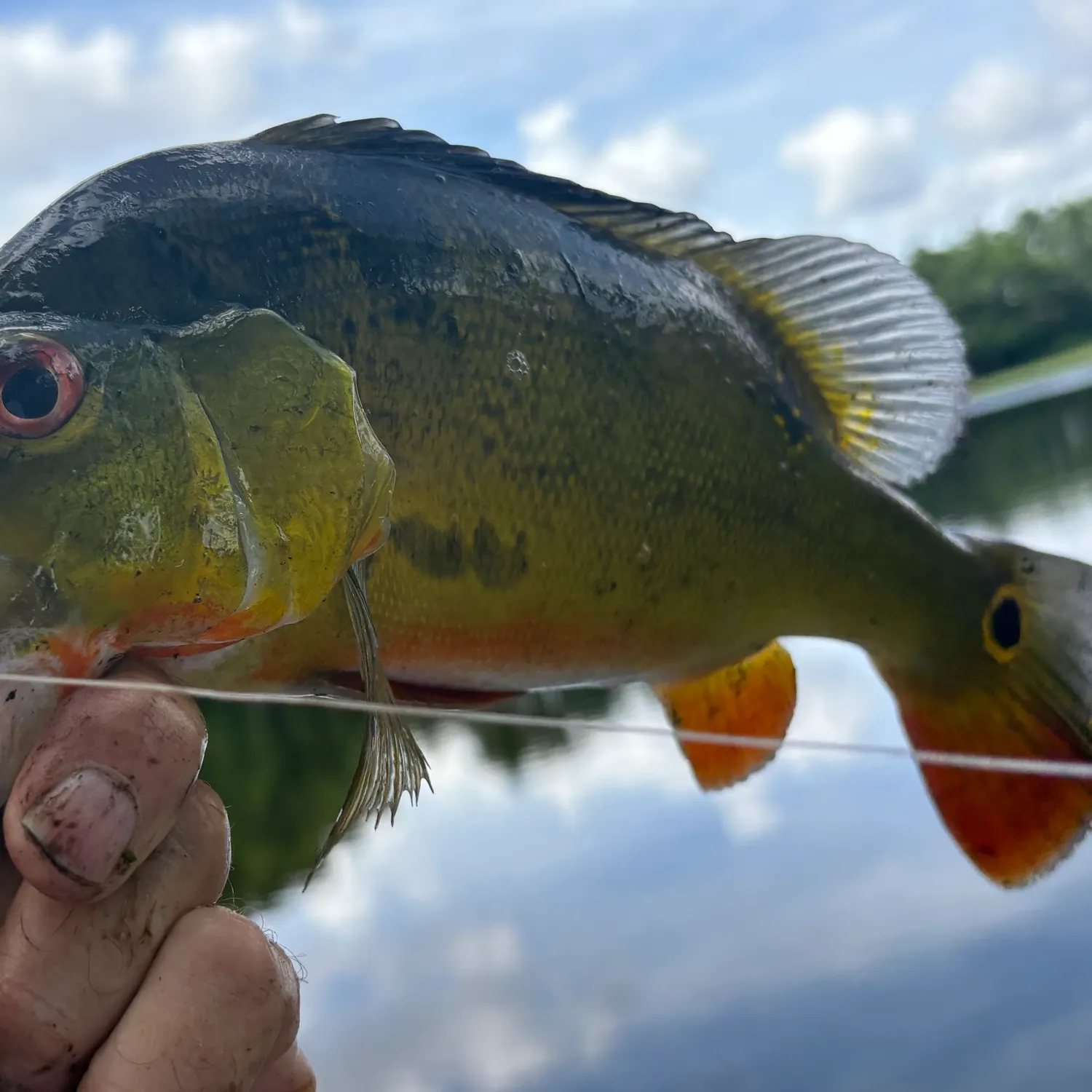 The most recent Butterfly peacock bass catches on Fishbrain