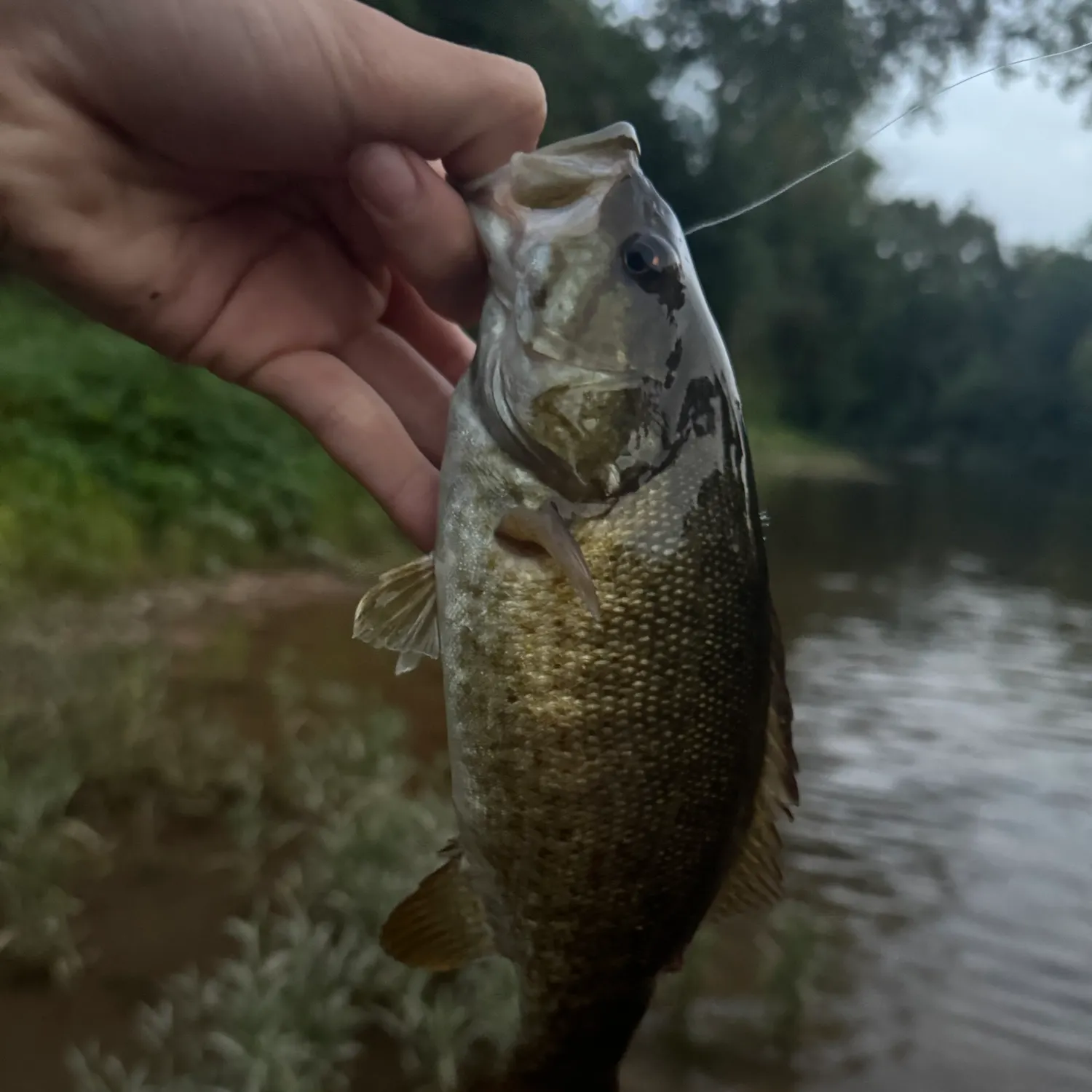 Smallmouth bass caught on Fishbrain