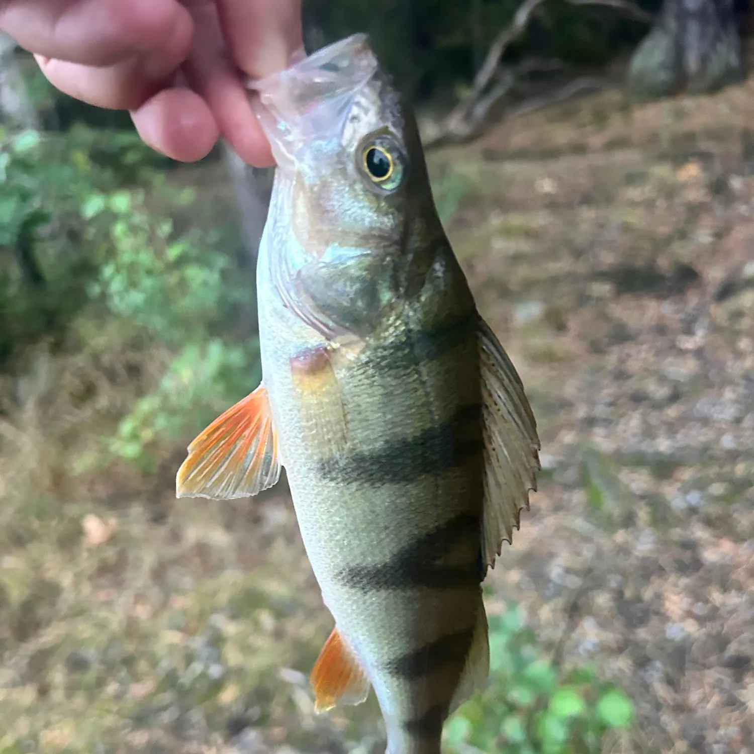 European perch caught on Fishbrain