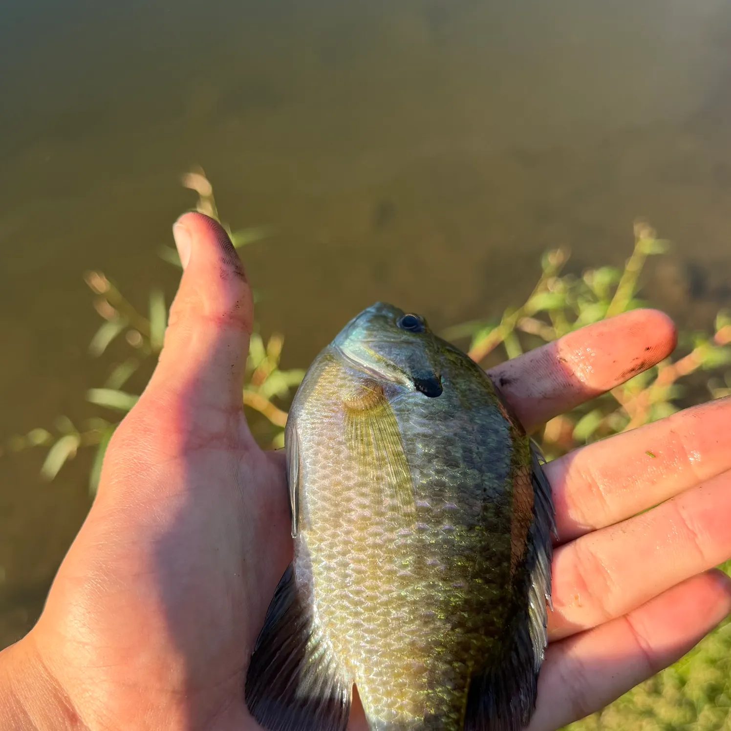 Bluegill caught on Fishbrain