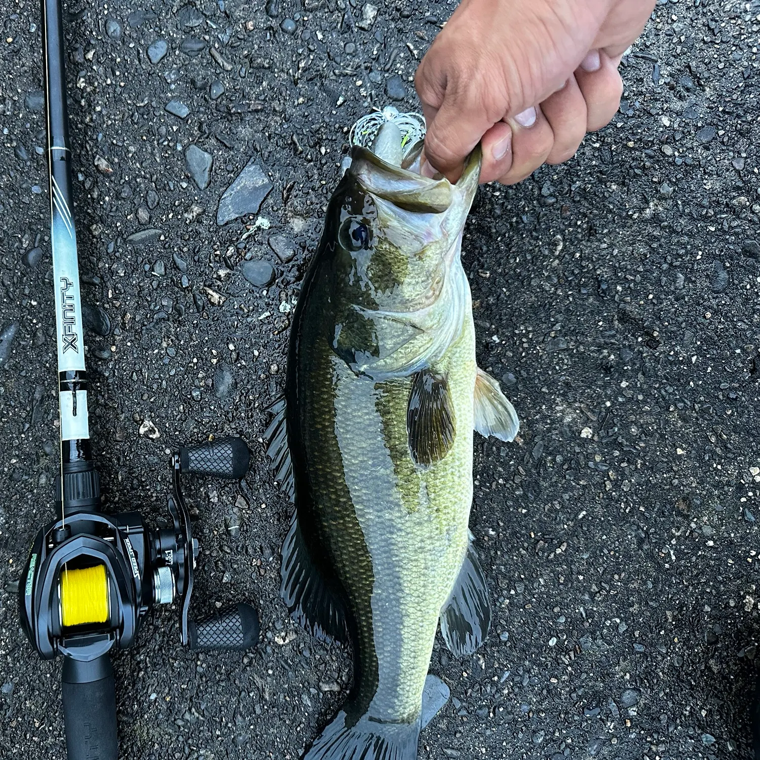 Largemouth bass caught on Fishbrain