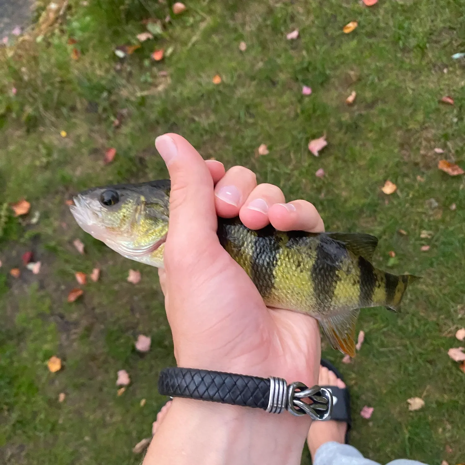 Yellow perch caught on Fishbrain