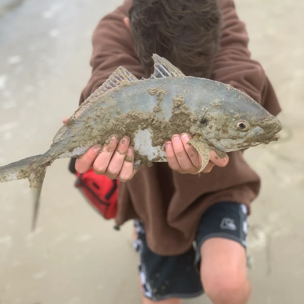 The most recent White trevally catches on Fishbrain