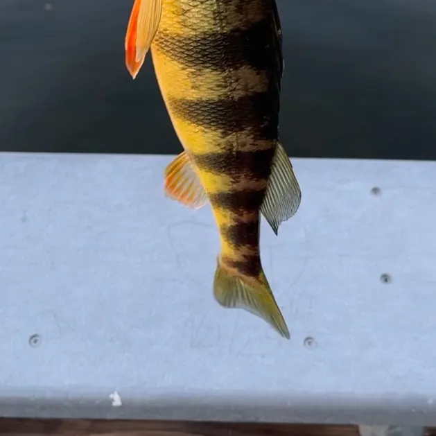 Yellow perch caught on Fishbrain