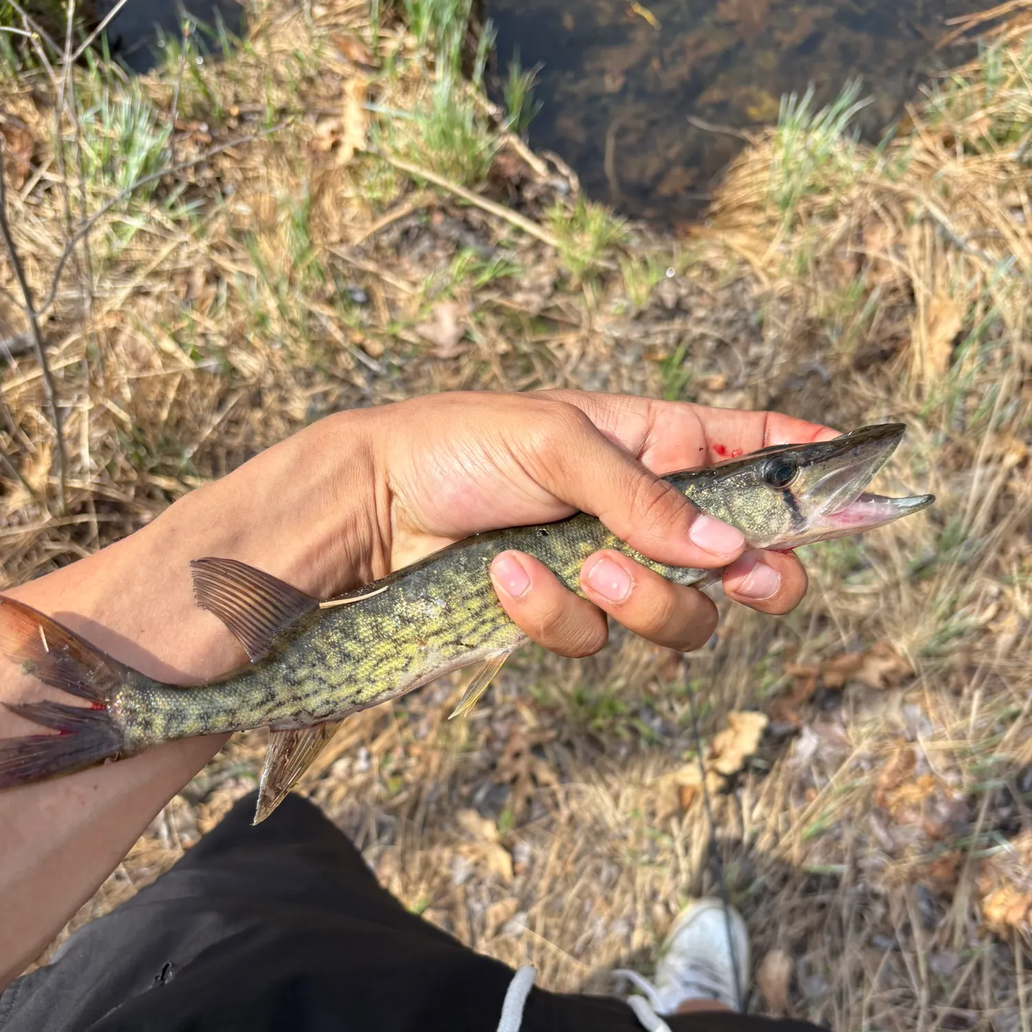 catch