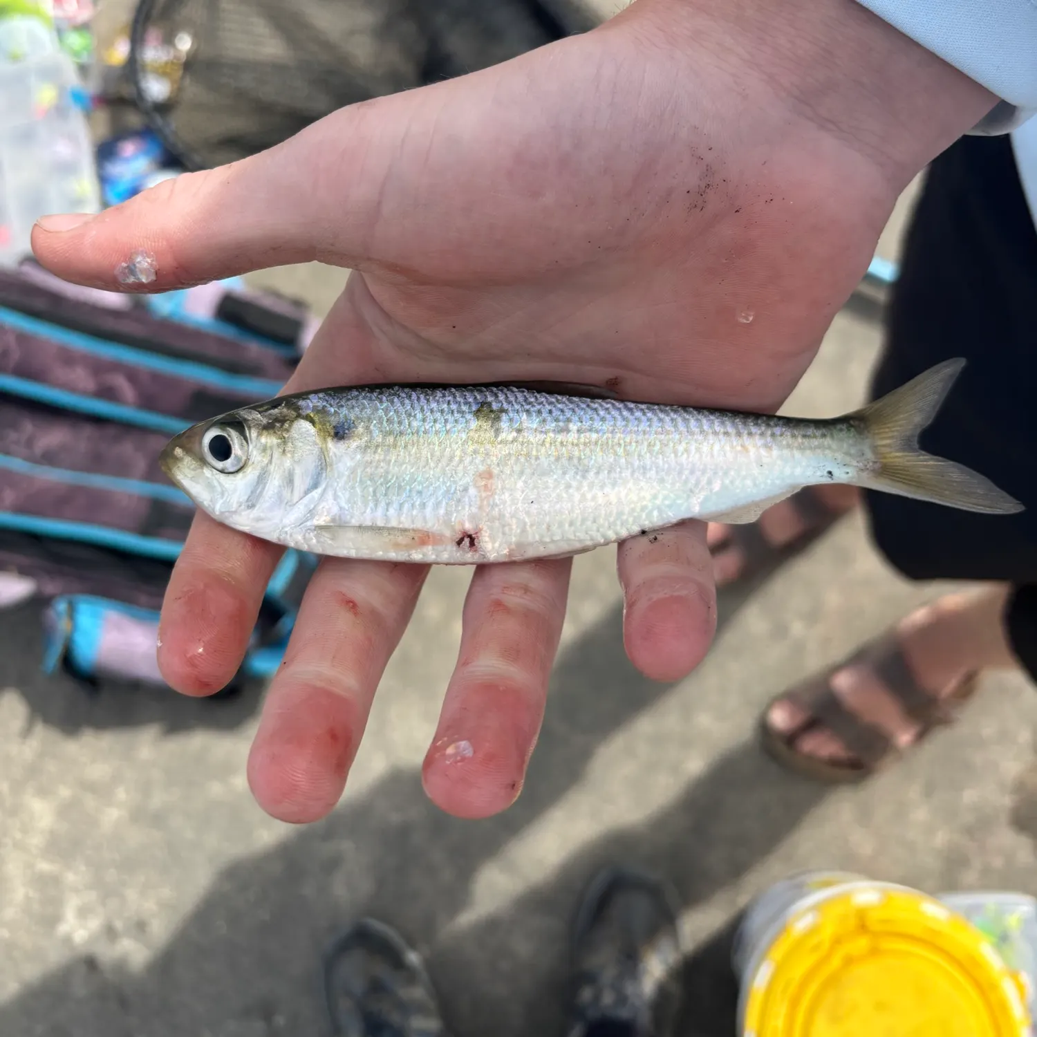 The most recent Alewife catches on Fishbrain