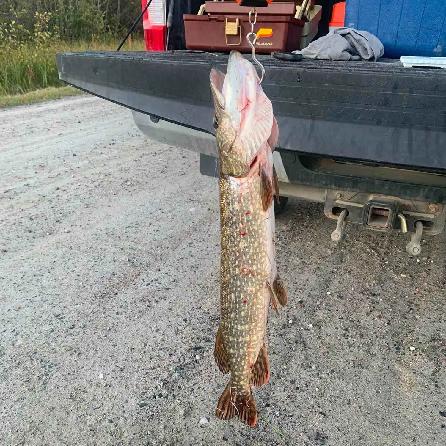 Northern pike caught on Fishbrain