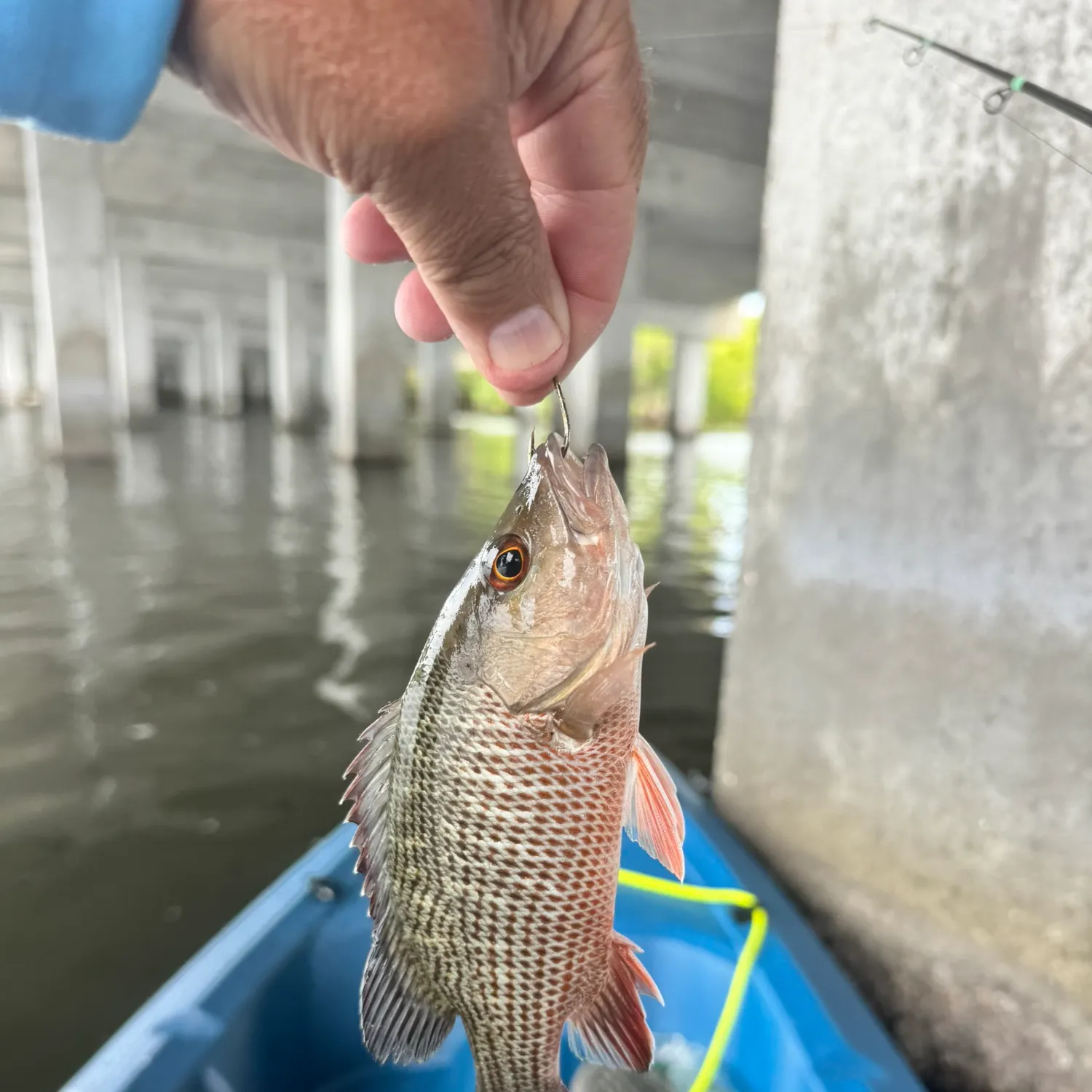 Mangrove snapper caught on Fishbrain