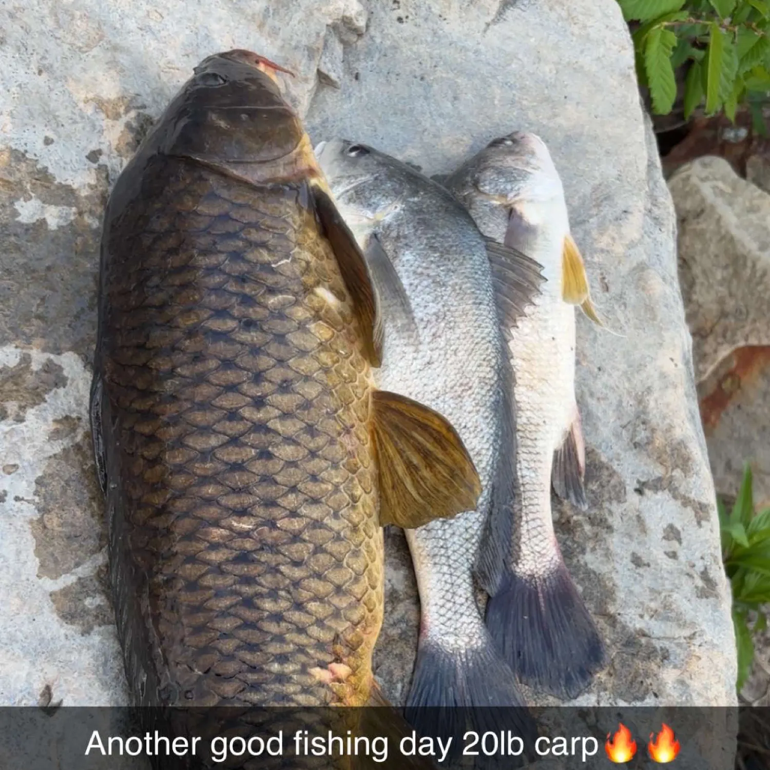 recently logged catches