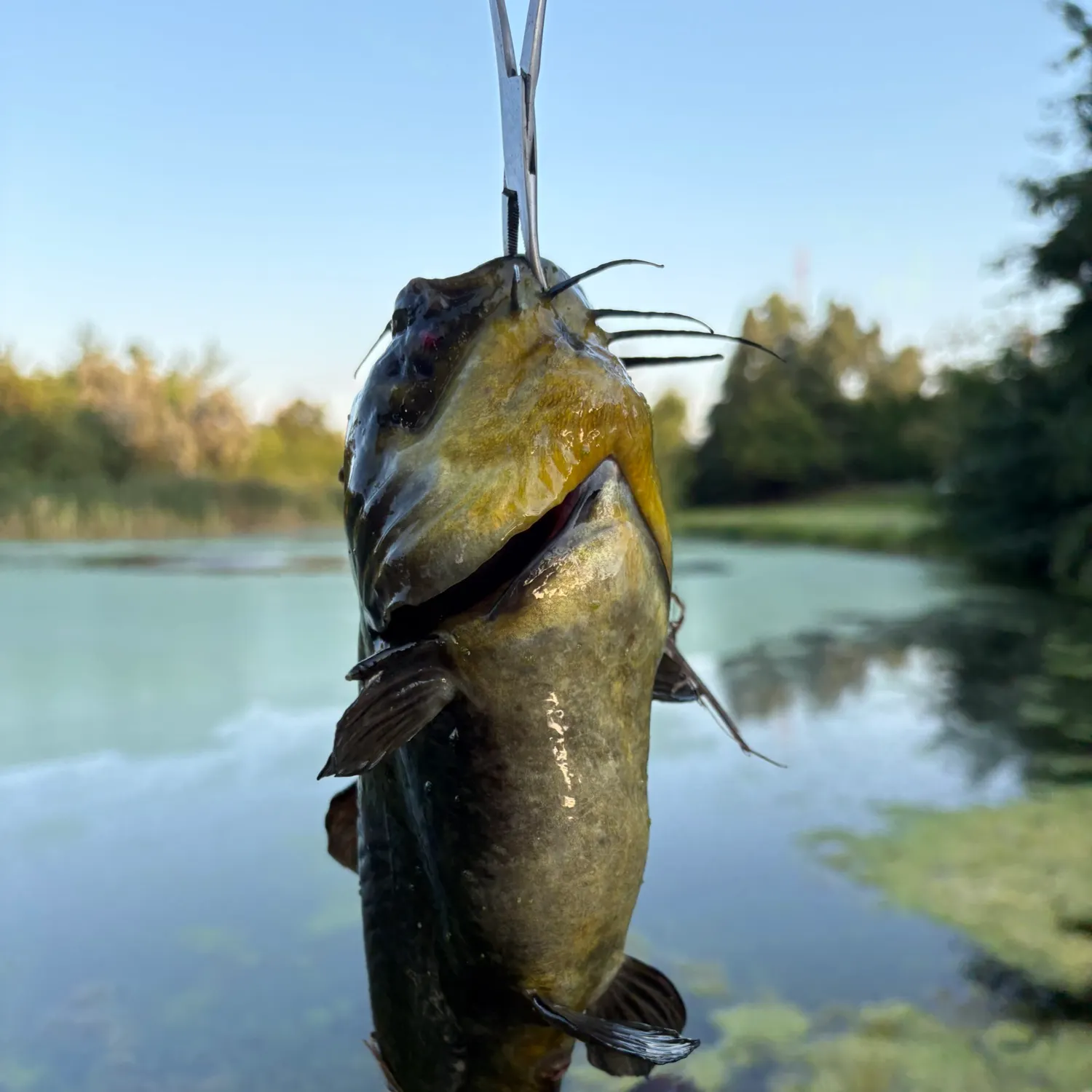 Channel catfish caught on Fishbrain