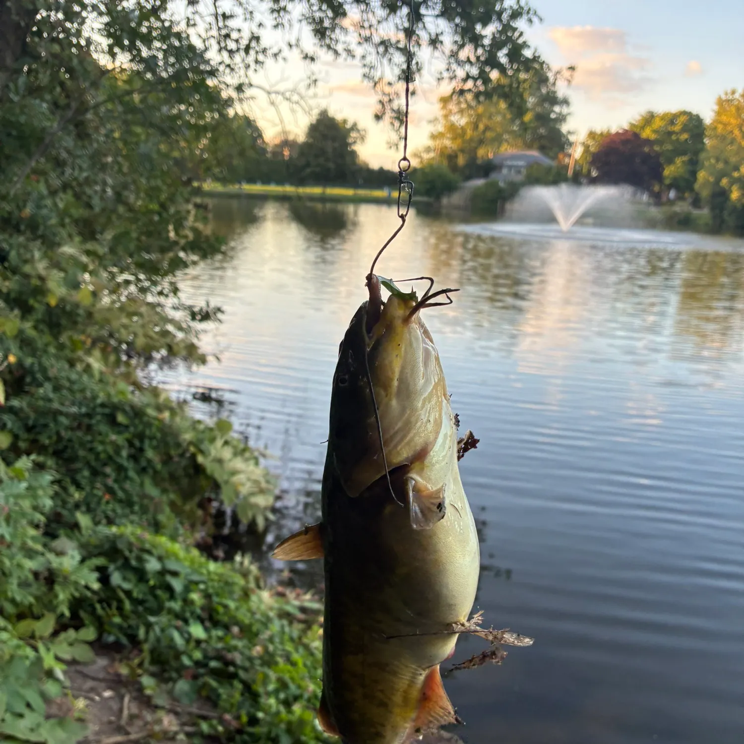 Black bullhead caught on Fishbrain