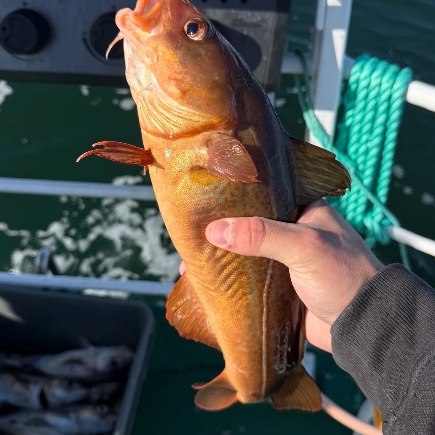 Atlantic cod caught on Fishbrain
