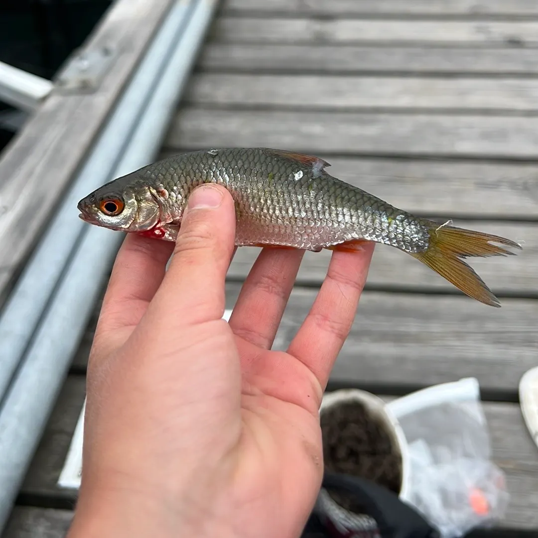 Common roach caught on Fishbrain