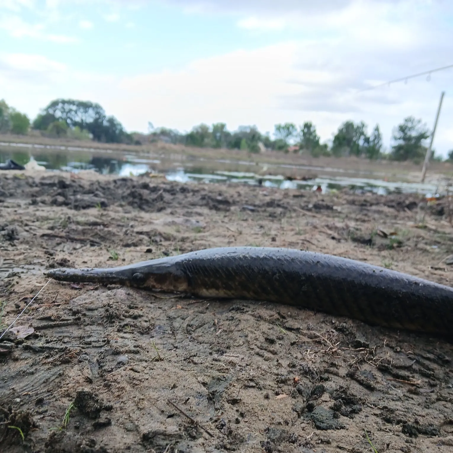 The most recent Florida gar catches on Fishbrain