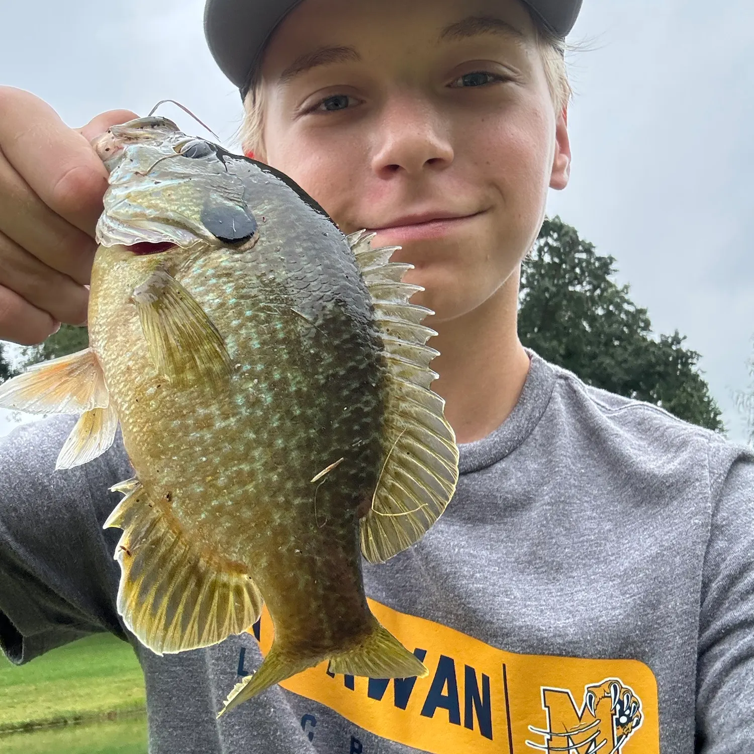 Greengill hybrid caught on Fishbrain
