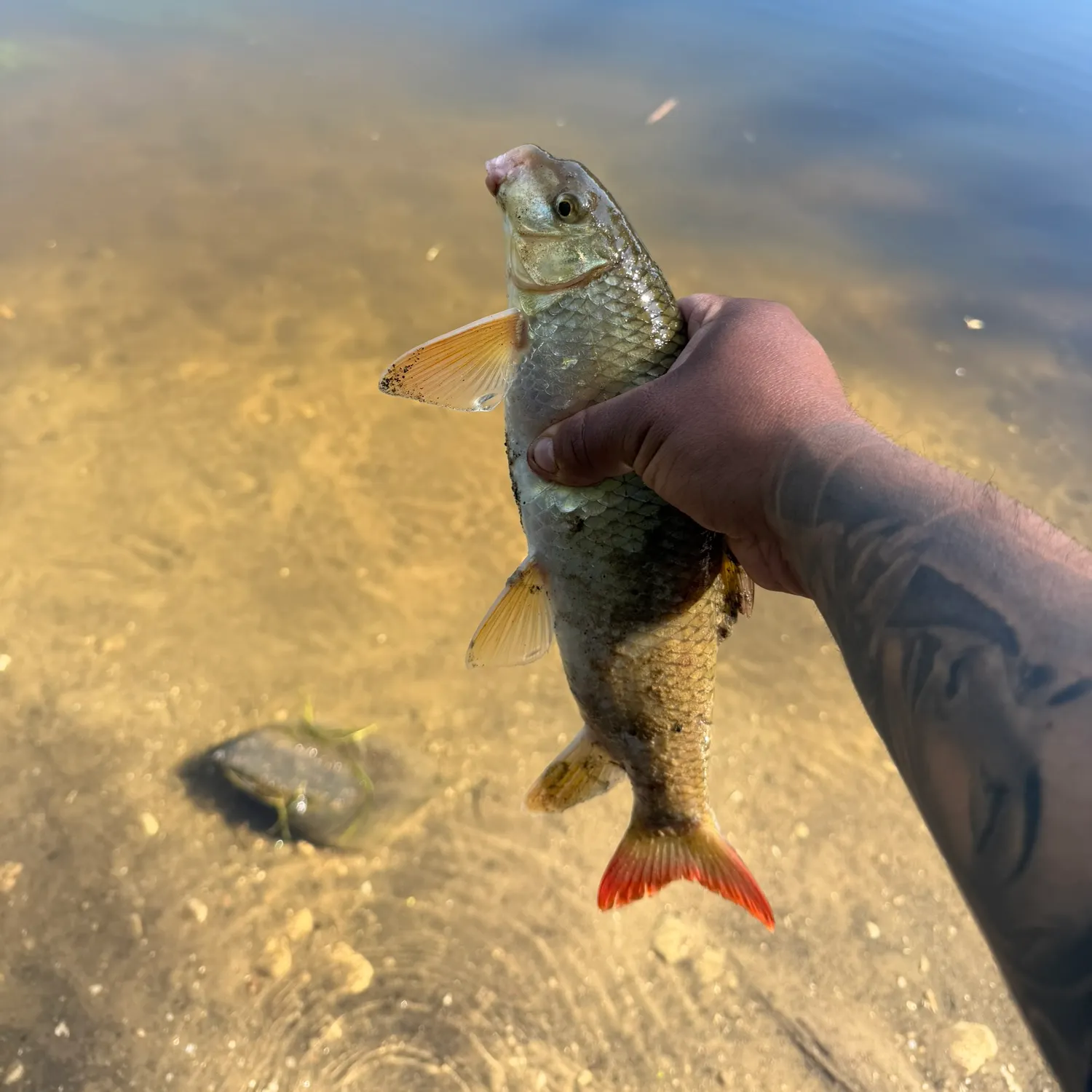 The most recent Golden redhorse catches on Fishbrain