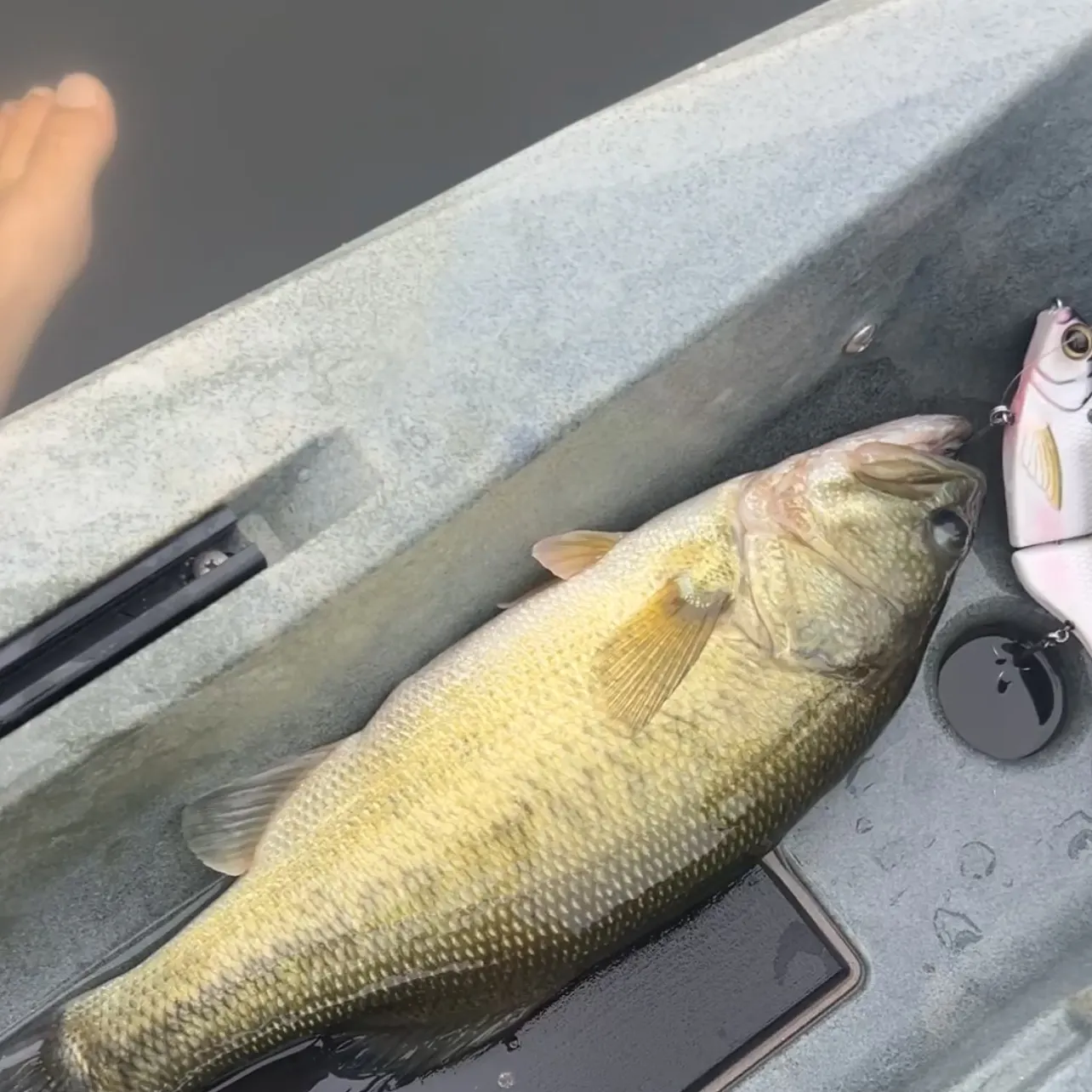 Largemouth bass caught on Fishbrain