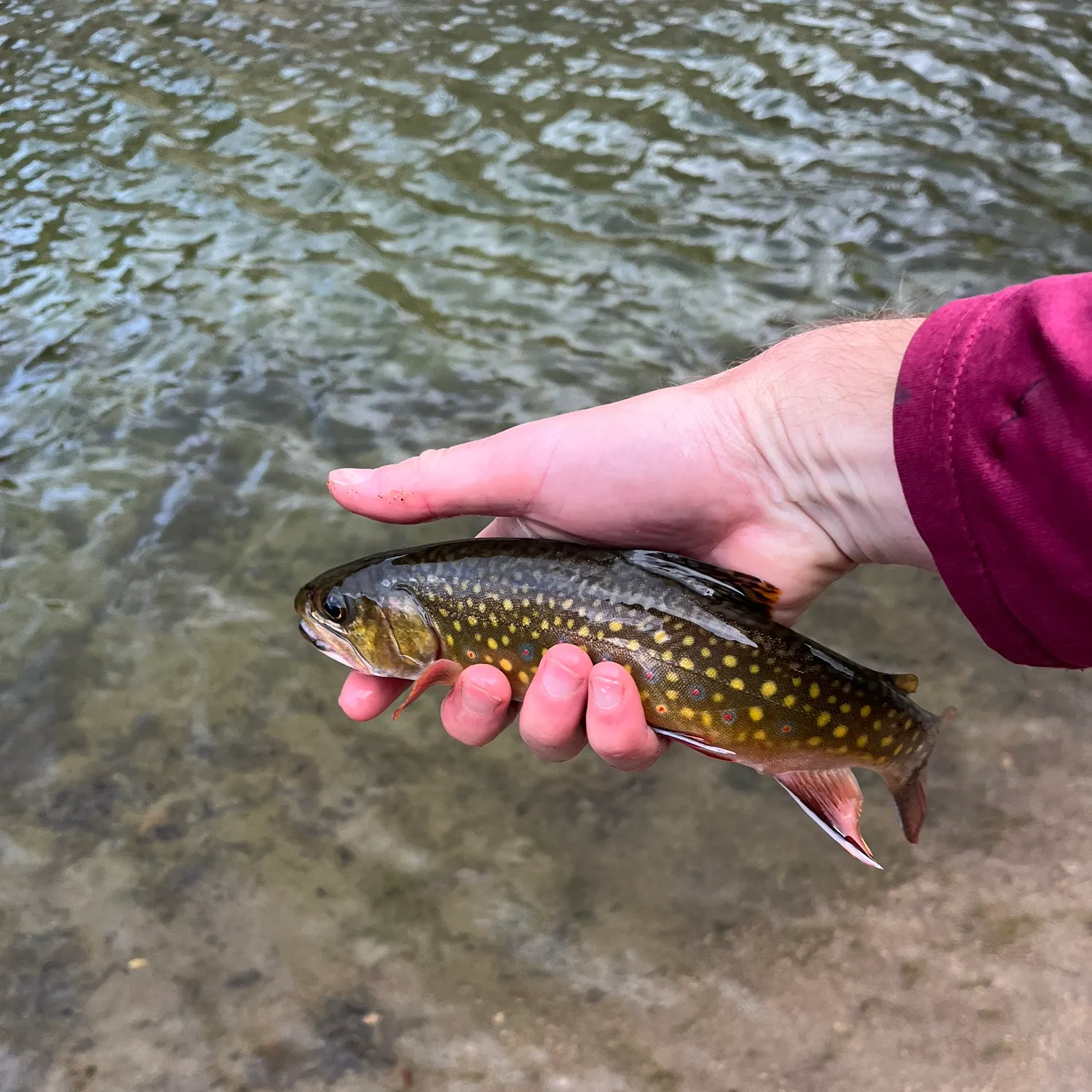 Brook trout caught on Fishbrain