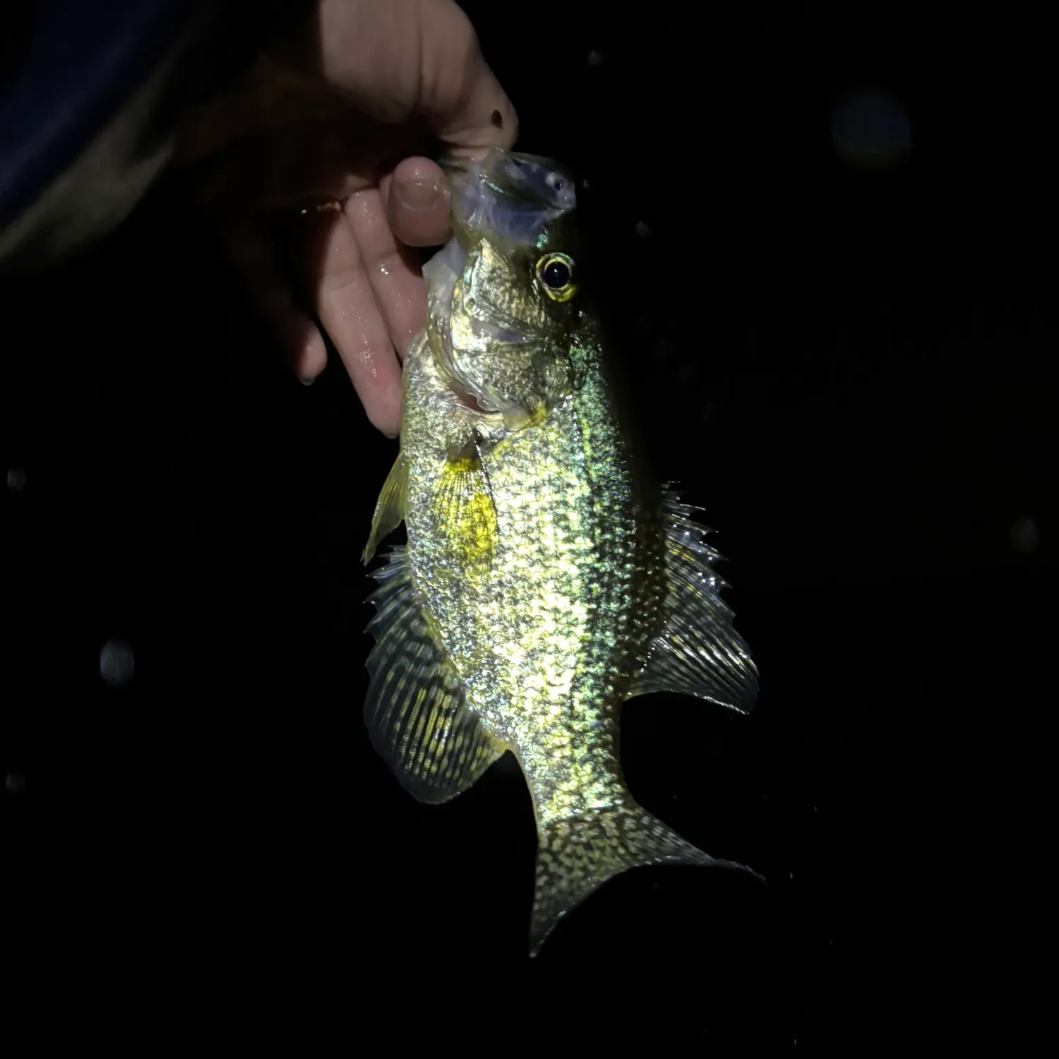 Black crappie caught on Fishbrain