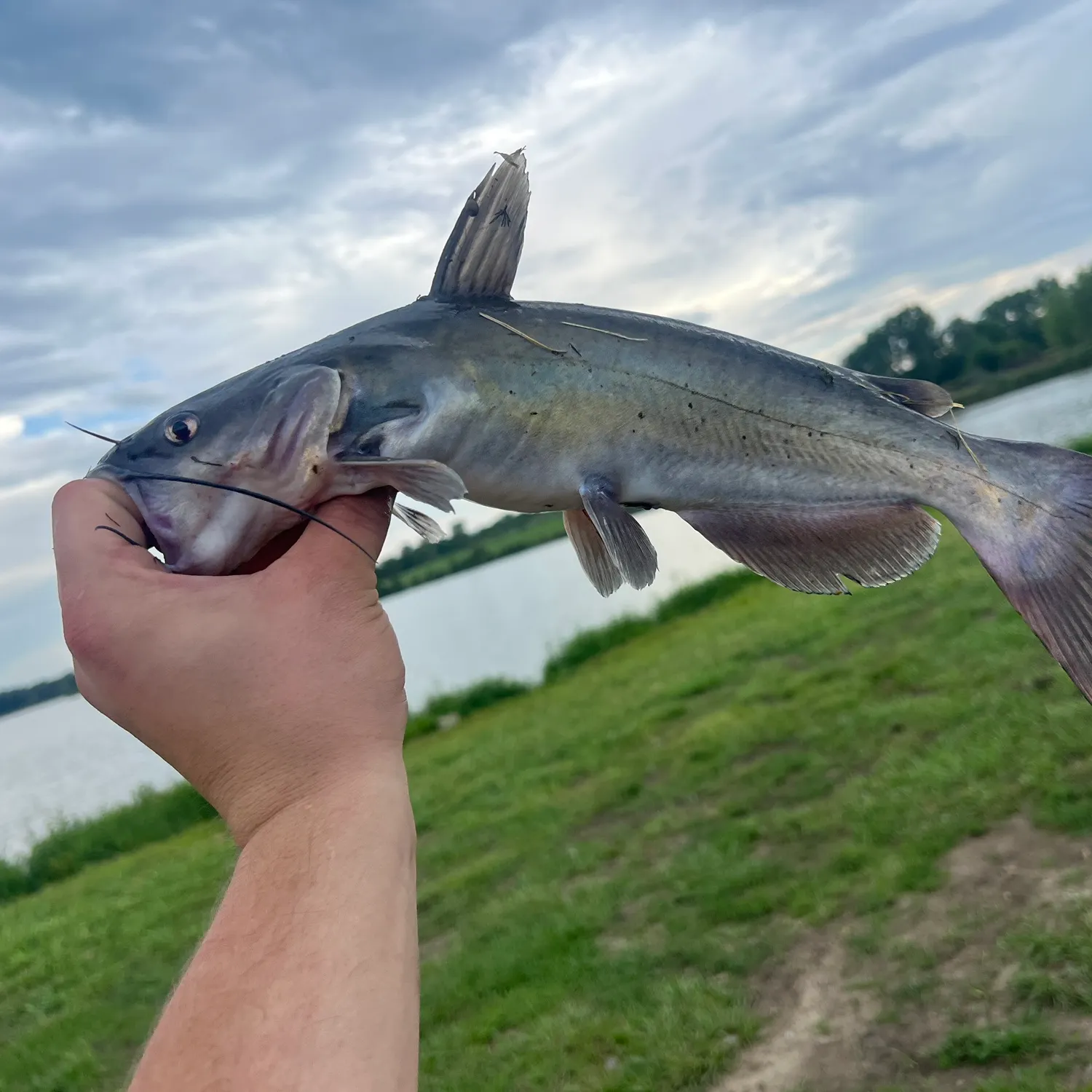 Channel catfish caught on Fishbrain