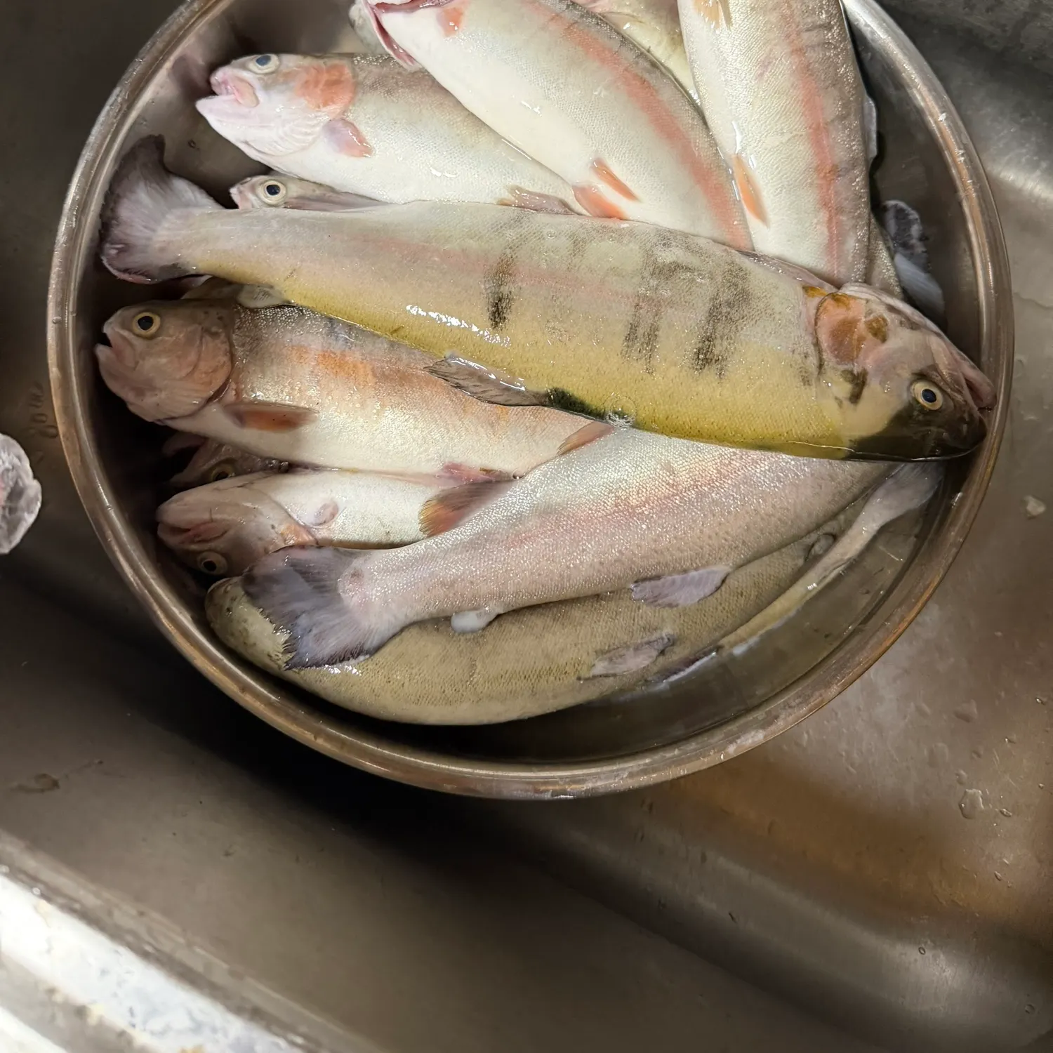 Rainbow trout caught on Fishbrain