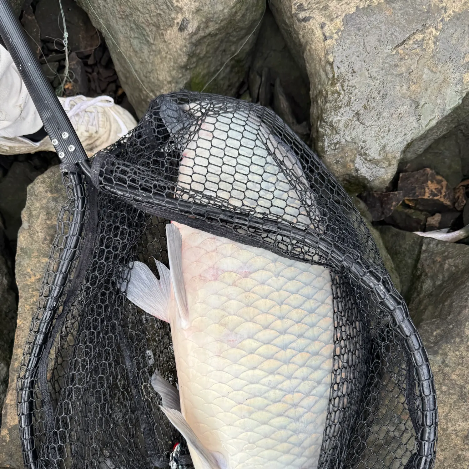 Smallmouth buffalo caught on Fishbrain