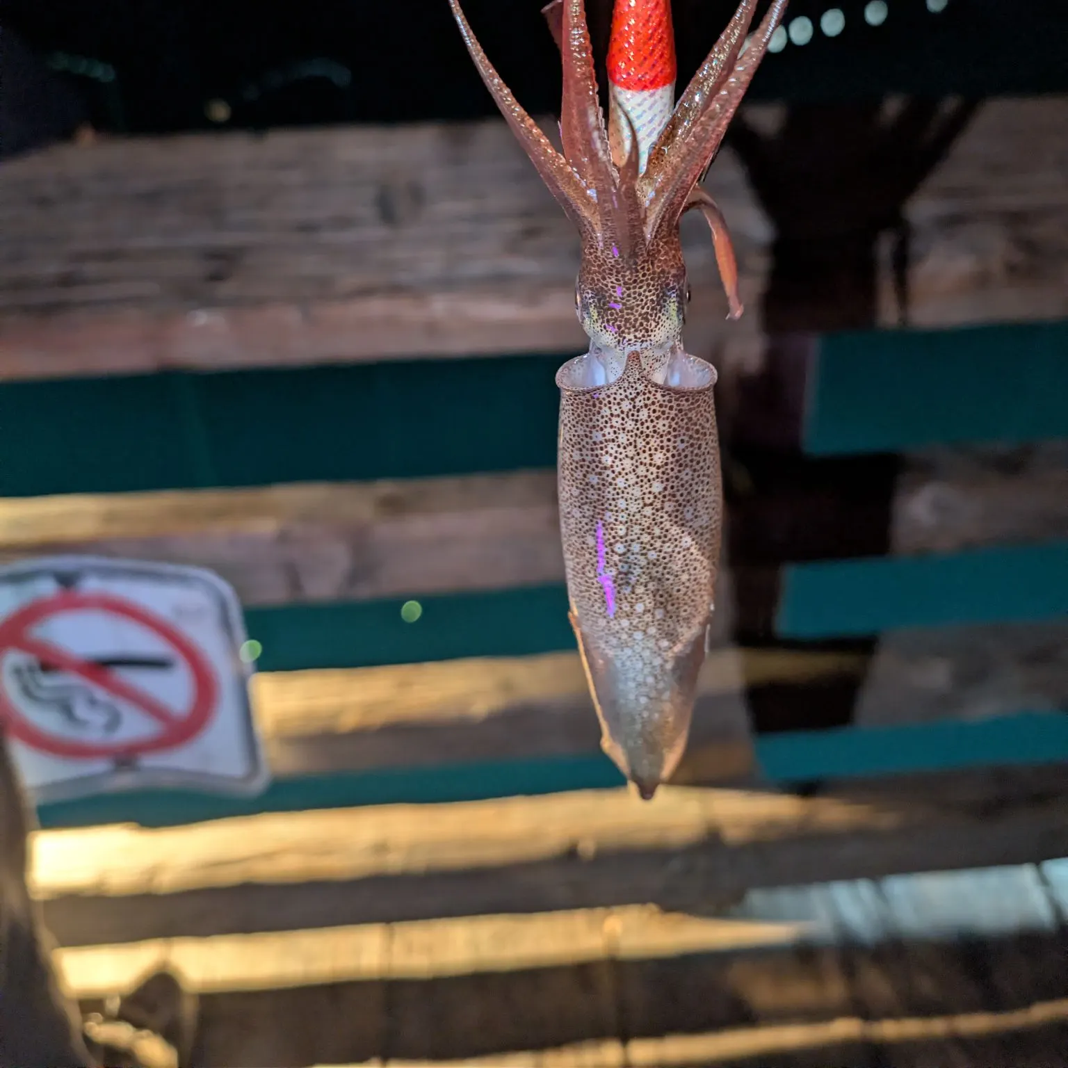 Market squid caught on Fishbrain