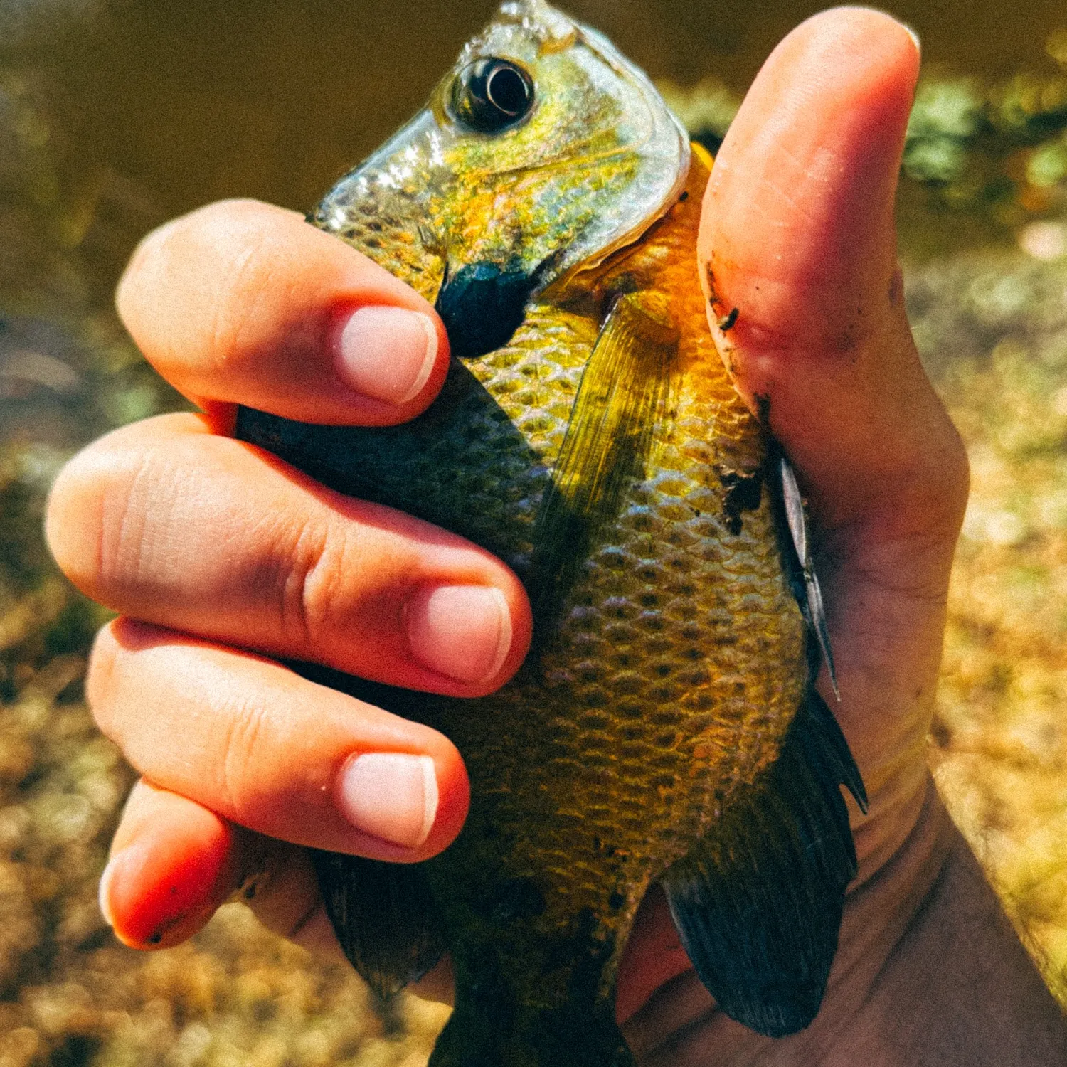 Bluegill caught on Fishbrain