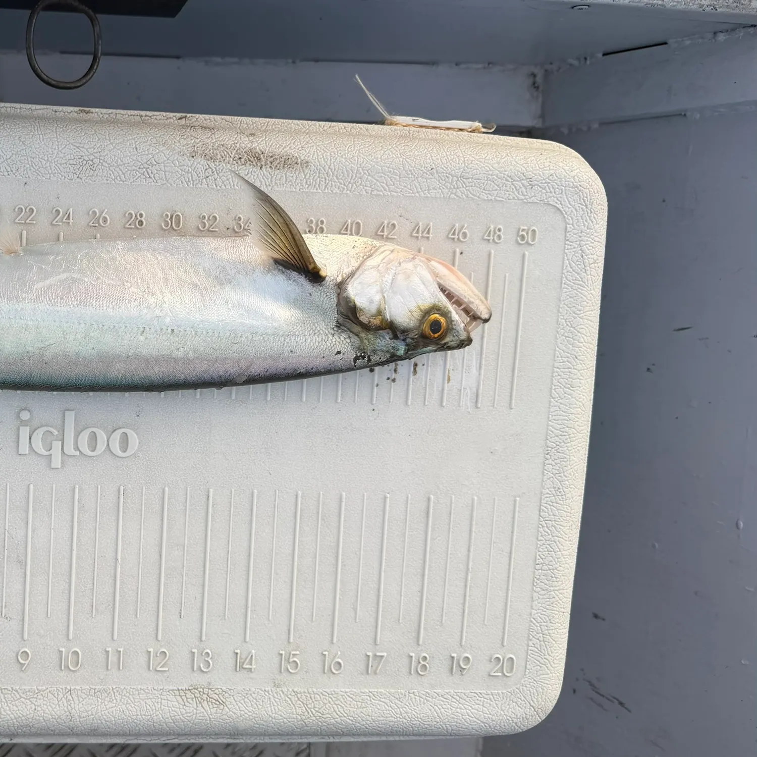 The most recent Vampire fish catches on Fishbrain
