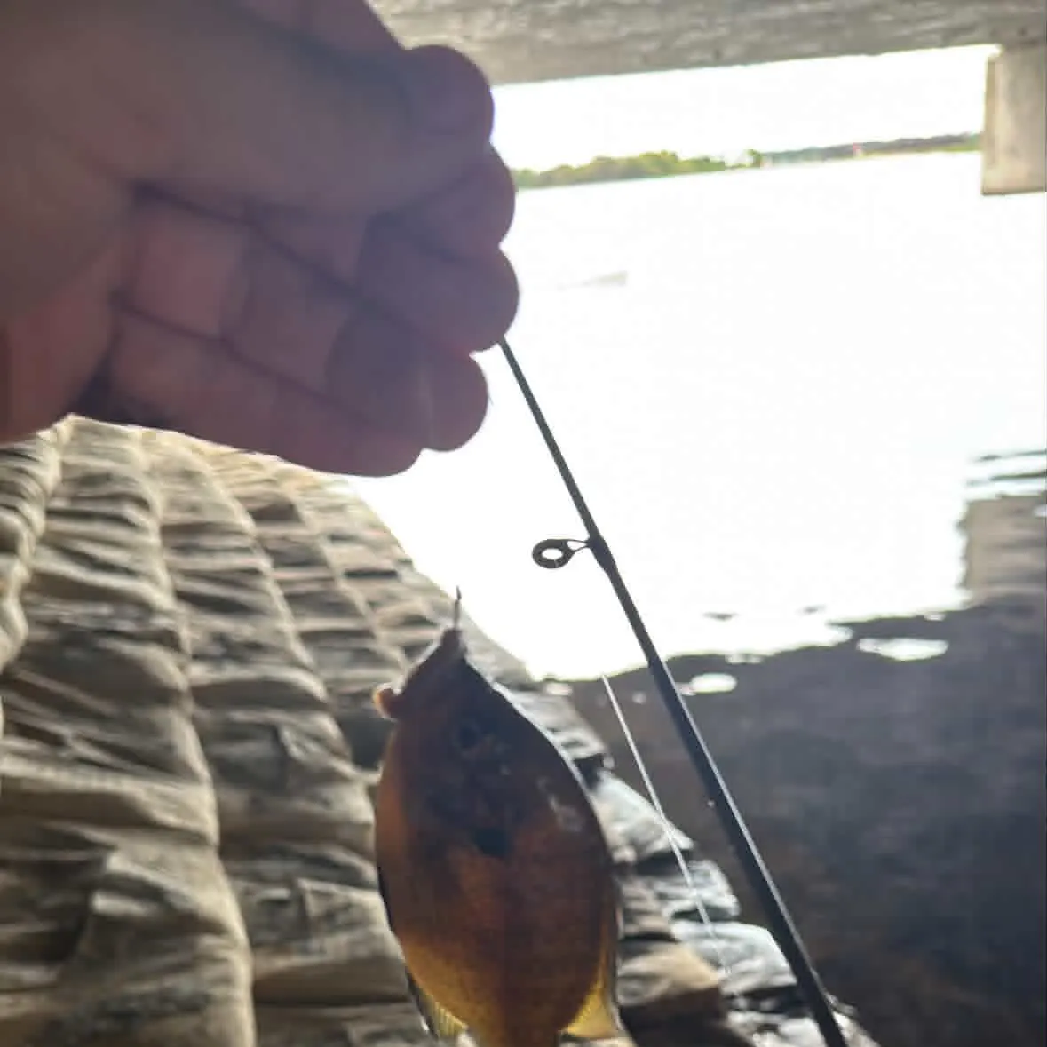 The most recent Spotted sunfish catches on Fishbrain
