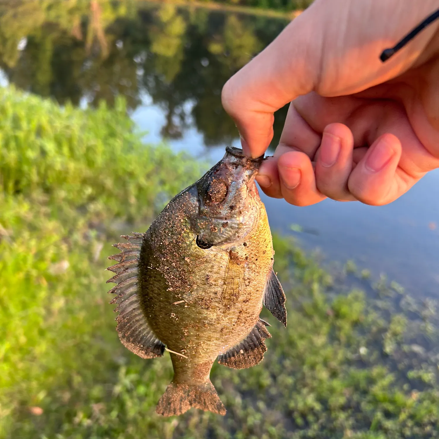 Bluegill caught on Fishbrain