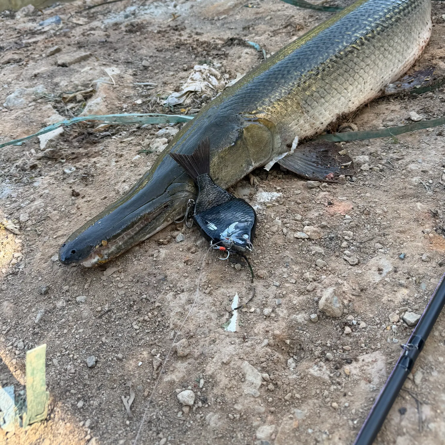 Fish caught on Fishbrain