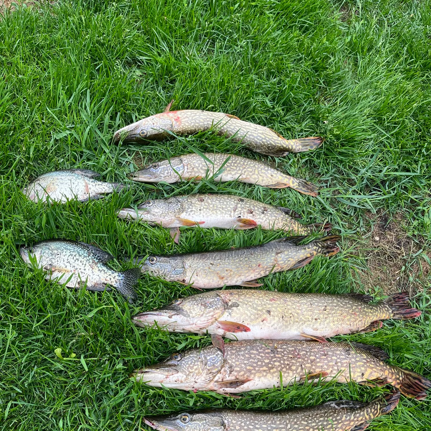 recently logged catches