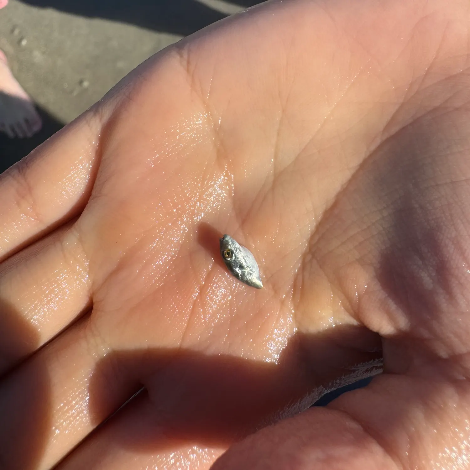 The most recent Bennett's sharpnose puffer catches on Fishbrain