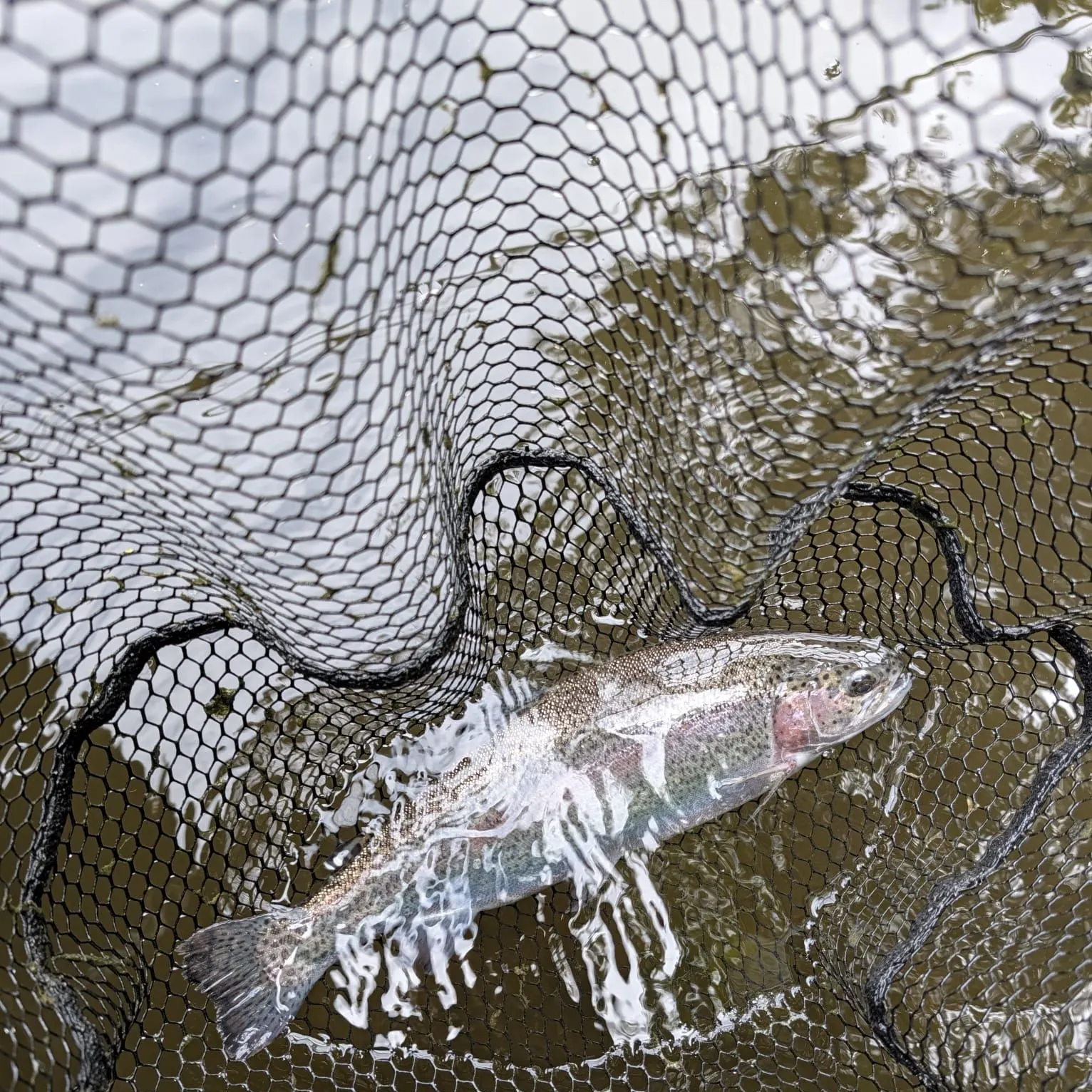 Rainbow trout caught on Fishbrain