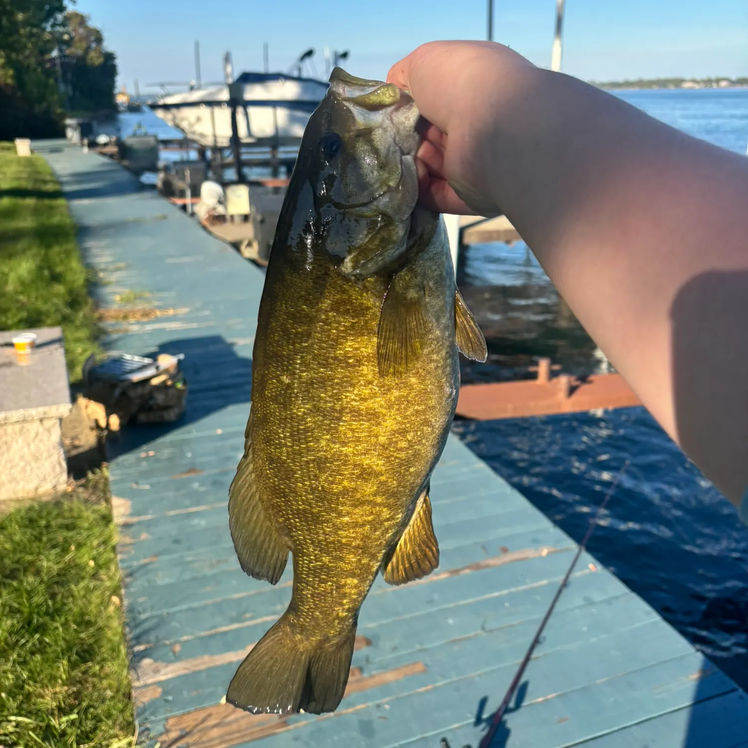 Smallmouth bass caught on Fishbrain